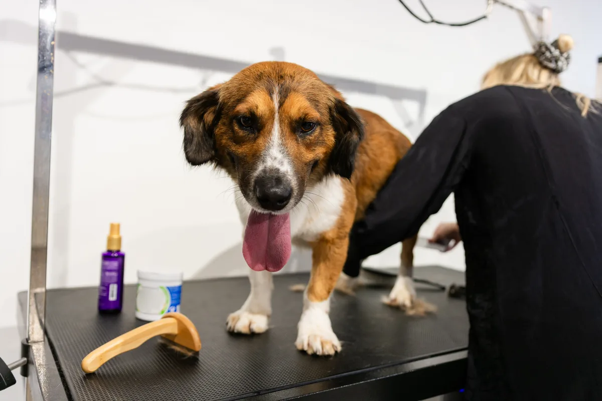 A professional groomer trimming a small dog on a grooming table in a bright pet salon