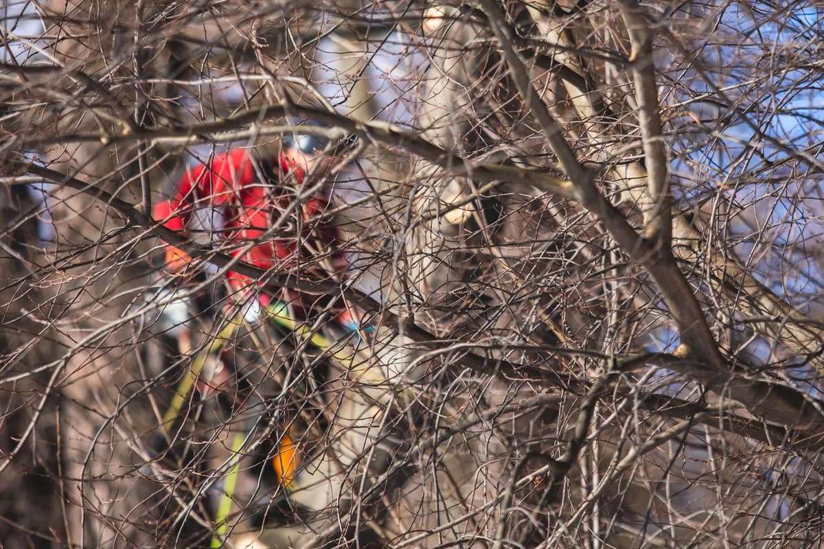 Certified arborist rigging and removing a large tree branch over a residential property