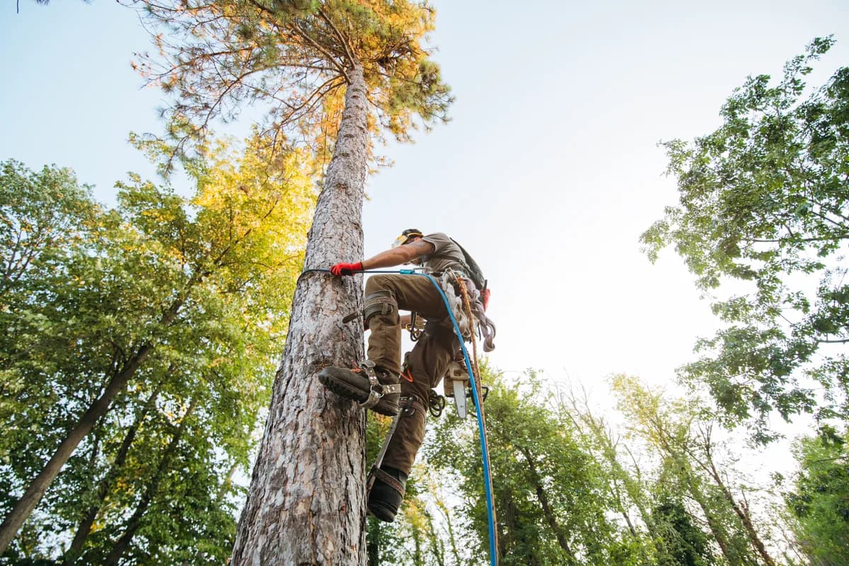 A certified arborist roped into a tall tree, removing limbs above a suburban yard