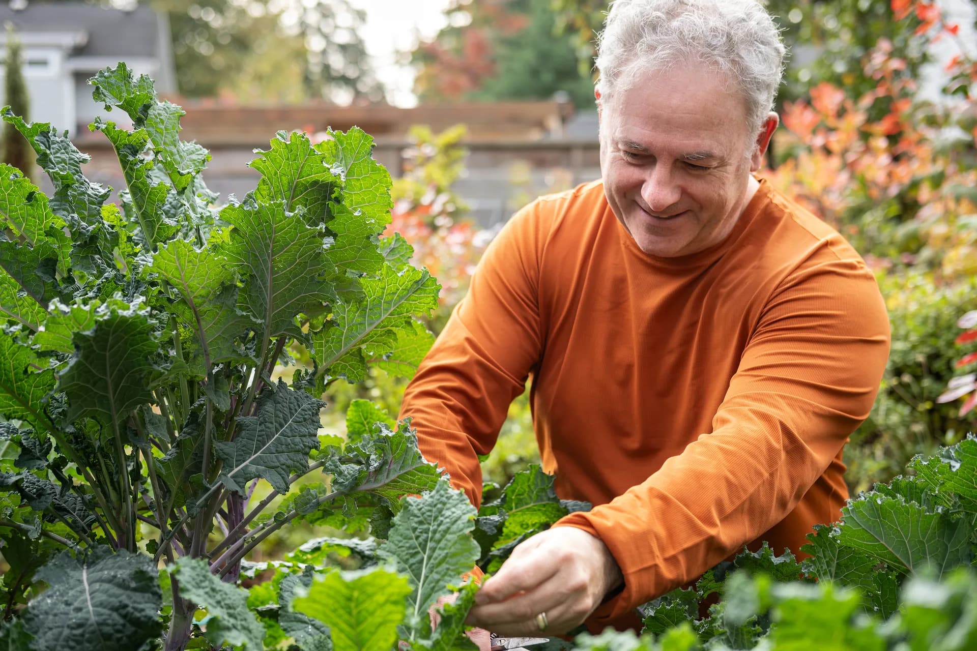 A senior man harvesting kale in his vegetable garden, smiling