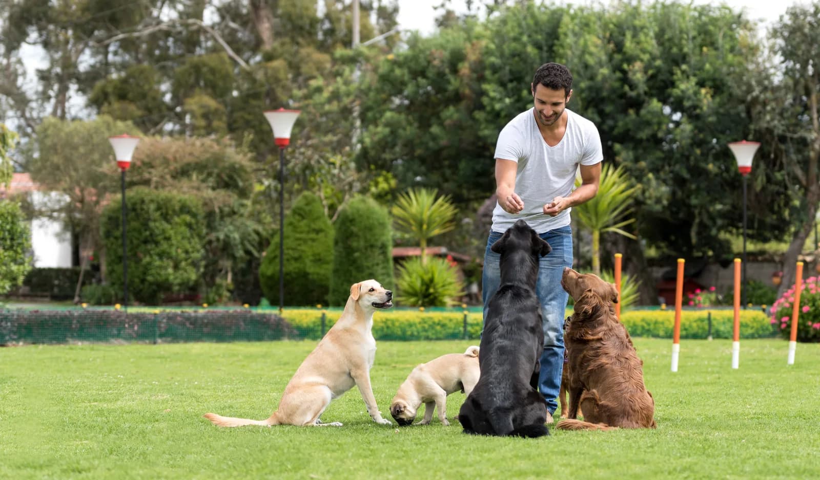 Trainer working with a dog outdoors