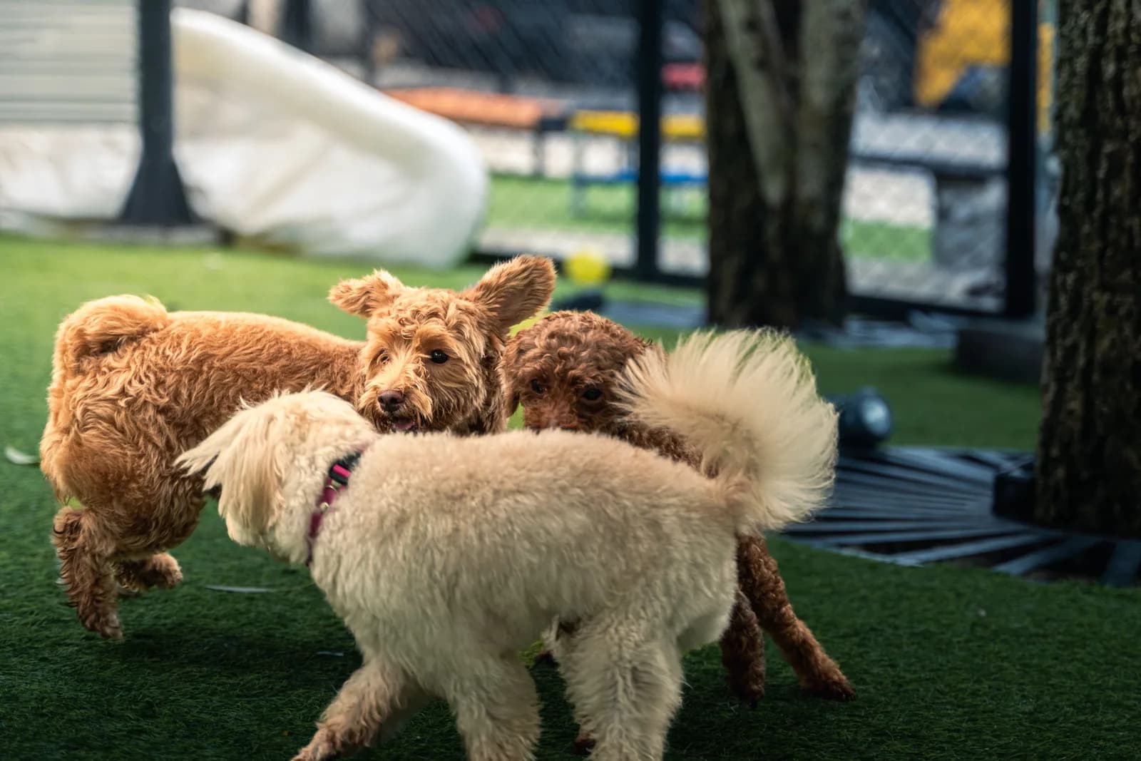 Dogs playing together at a pet daycare