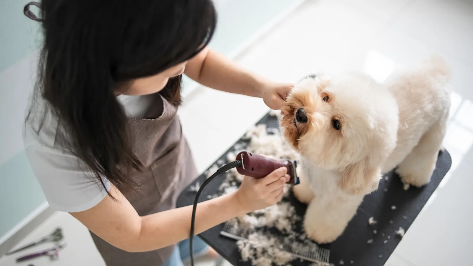 Groomer grooming a small dog at a pet salon