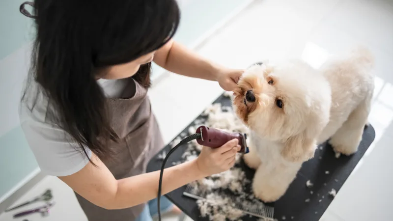 Groomer caring for a happy dog at a pet salon