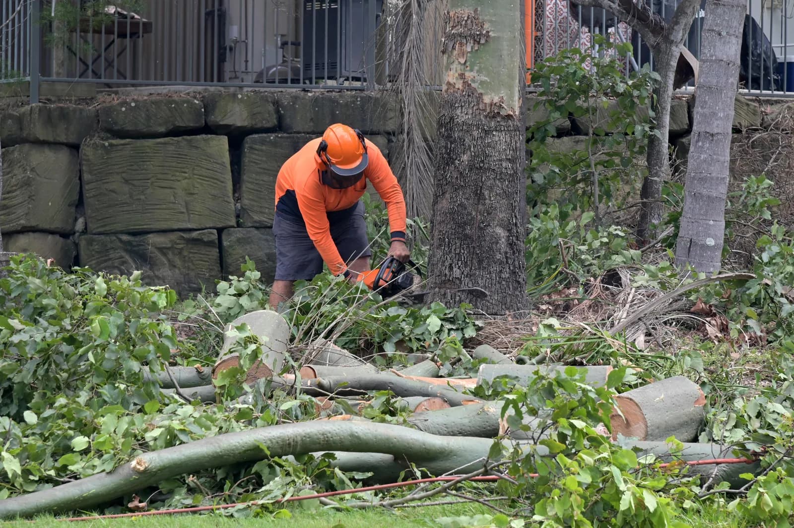 Arborist removing a large tree with a chainsaw
