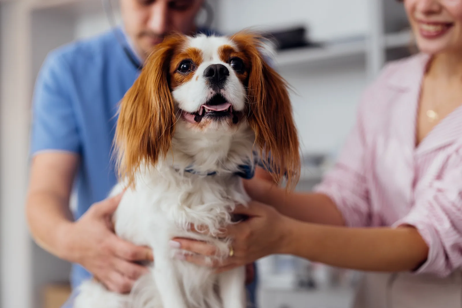 Veterinarian examining a happy dog during a routine checkup at an animal hospital